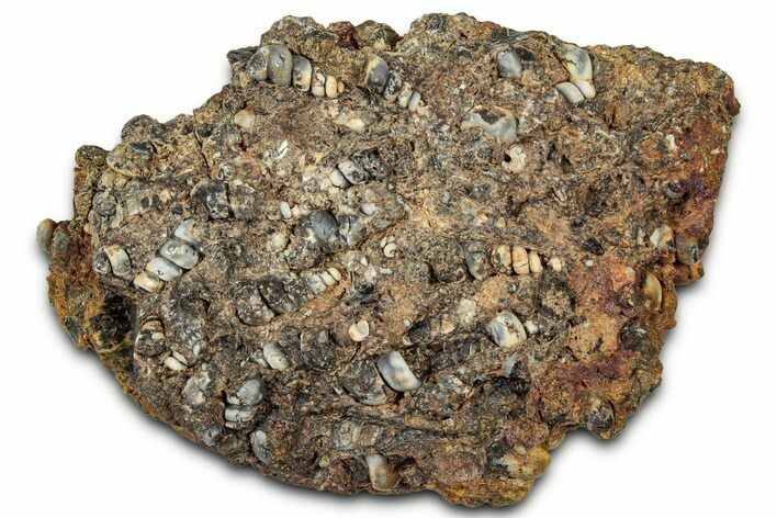 Fossil Freshwater Snails (Elimia) In Limestone - Wyoming #327021